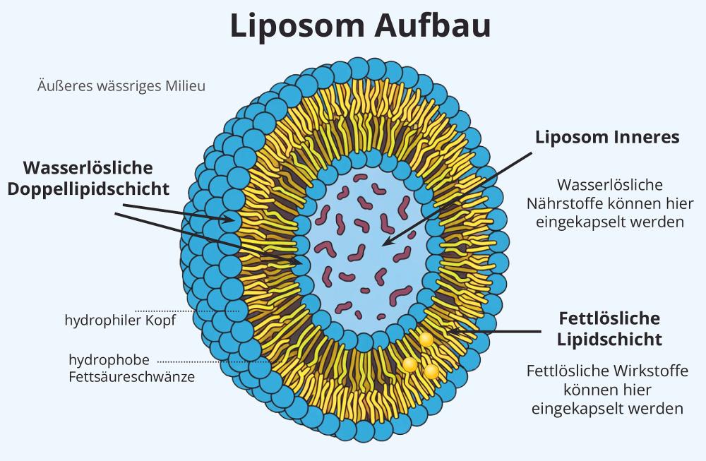 Aufbau eines Liposoms