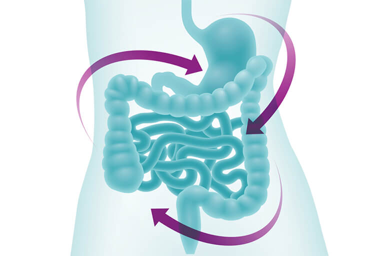 Intestino