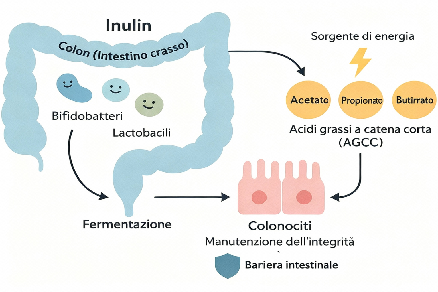 effetto_dell_inulina_nell_intestino